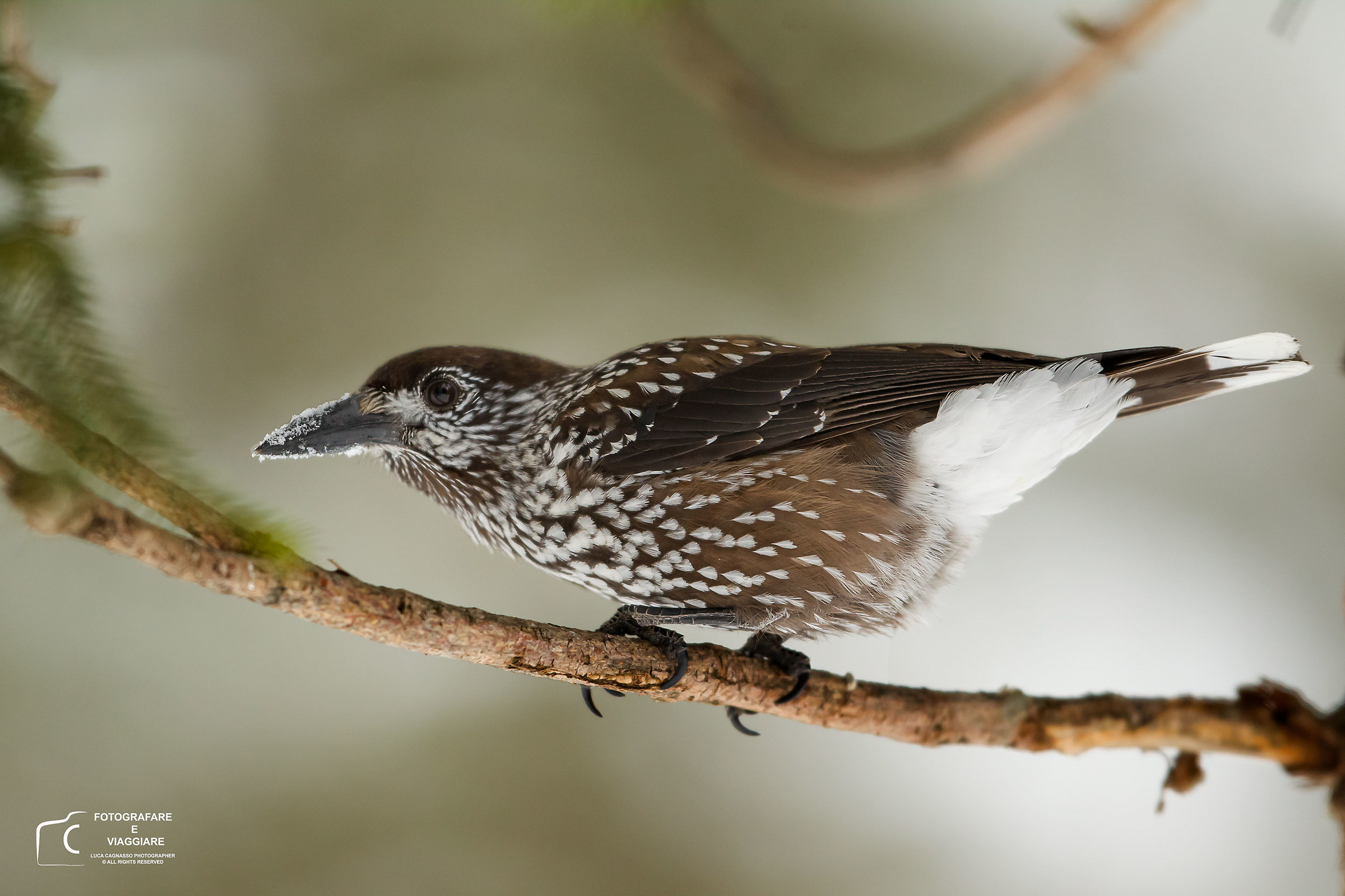 Nutcracker - Val Roseg