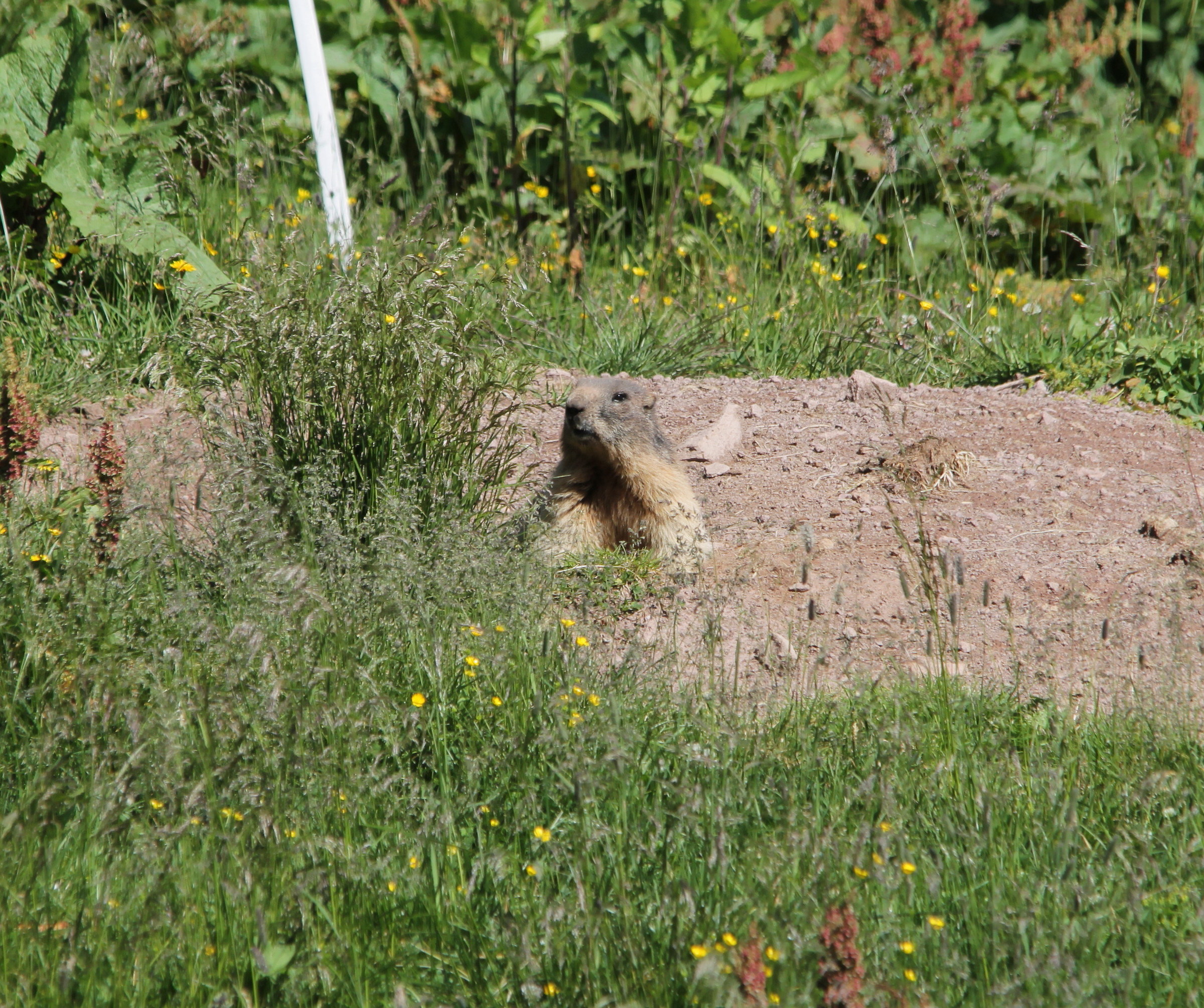 Marmot