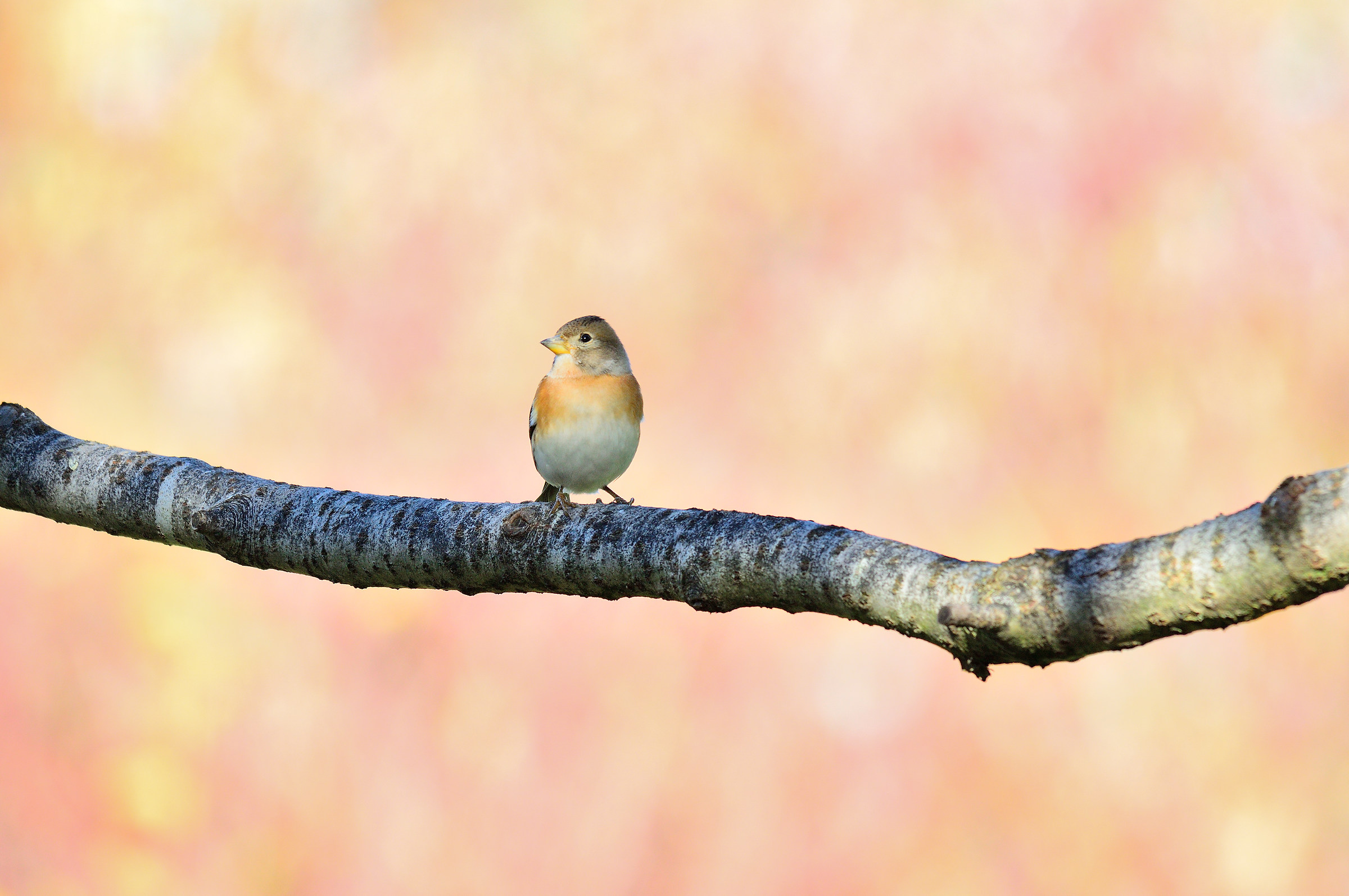 Peppola  nella prima luce del mattino