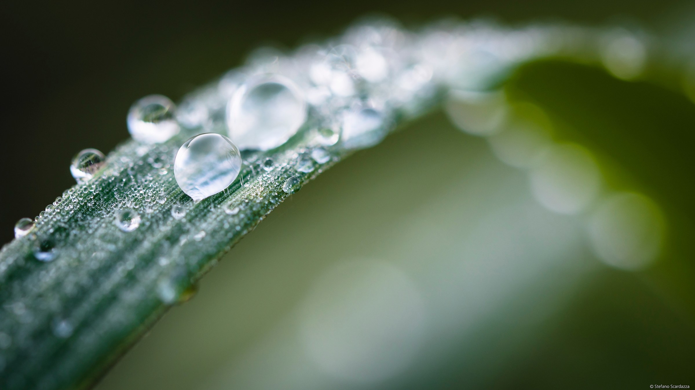 ... A blade of grass (macro approaches)