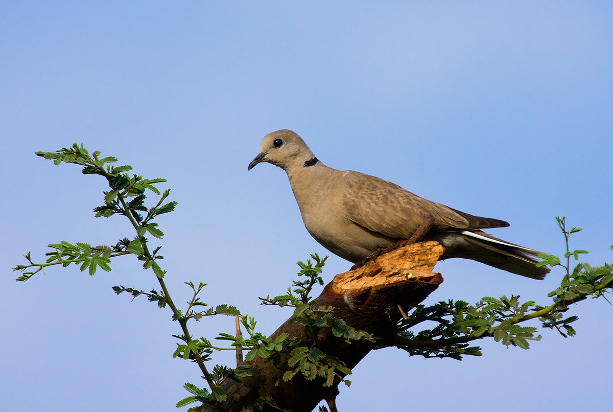Eurasian tortora Collered.