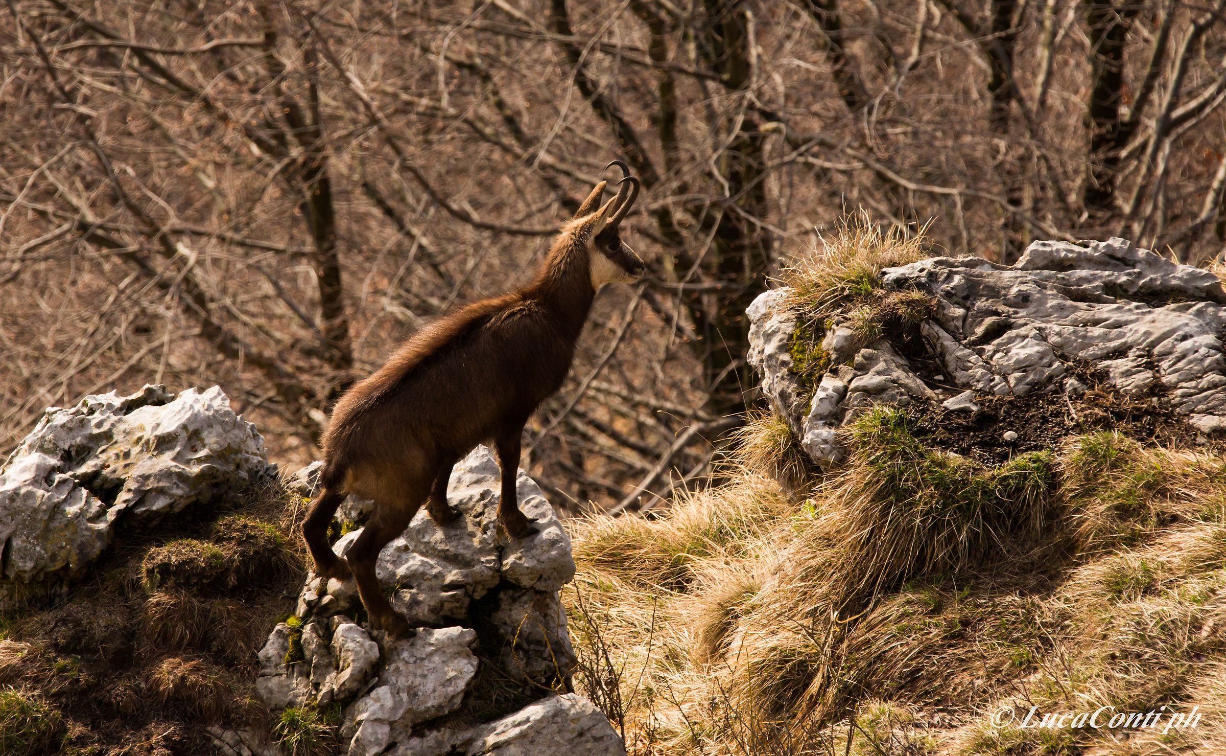 Alpine chamois (Rupicapra Rupicapra)