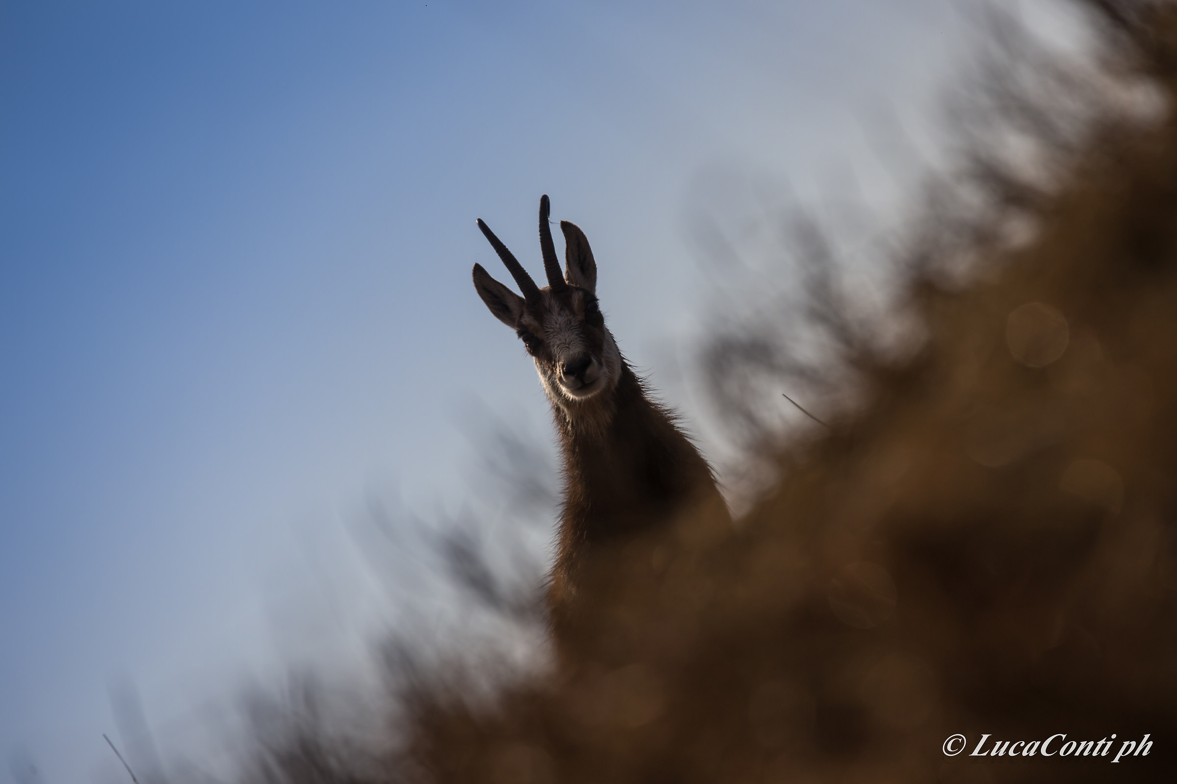 Alpine chamois (Rupicapra Rupicapra)