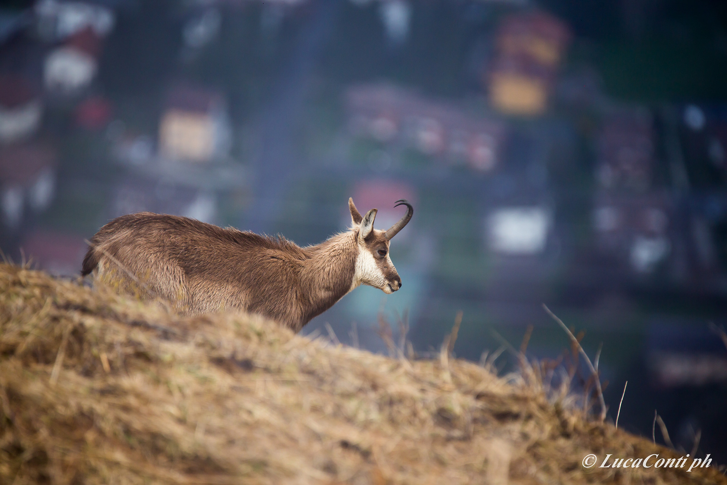 Alpine chamois (Rupicapra Rupicapra)