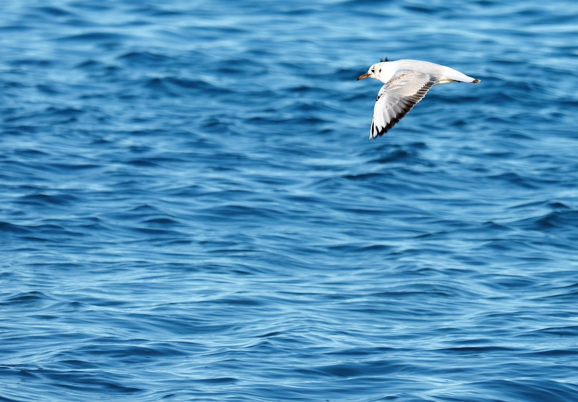 Try Olympus 50-200 f 2.8 / 3.5 with 1.4x