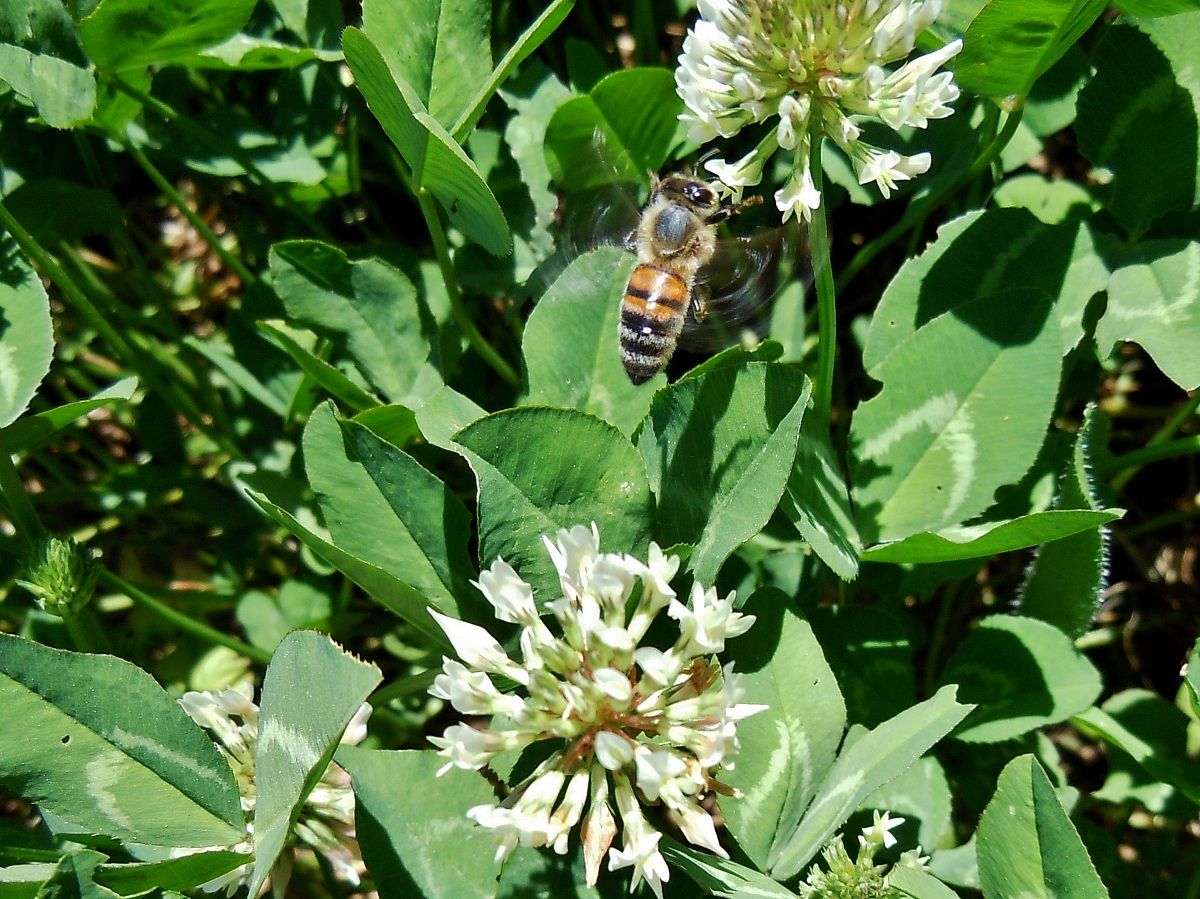Bee in flight