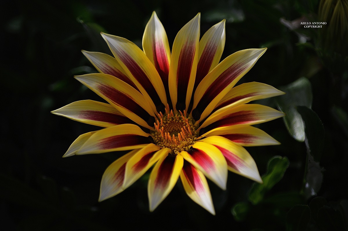 gazania