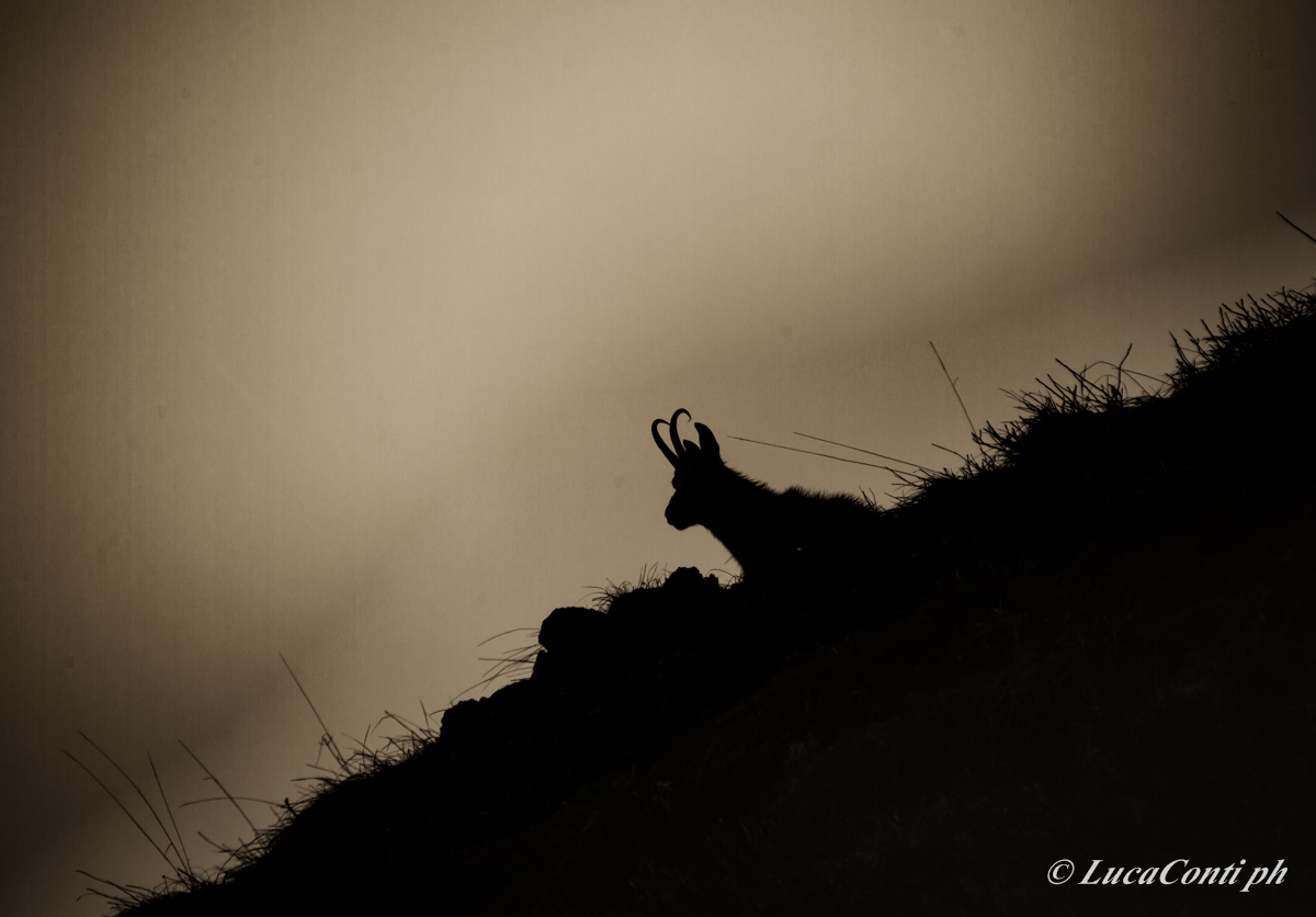 Alpine chamois (Rupicapra Rupicapra)