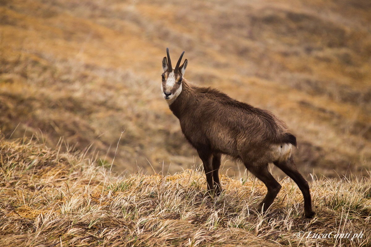 Alpine chamois (Rupicapra Rupicapra)