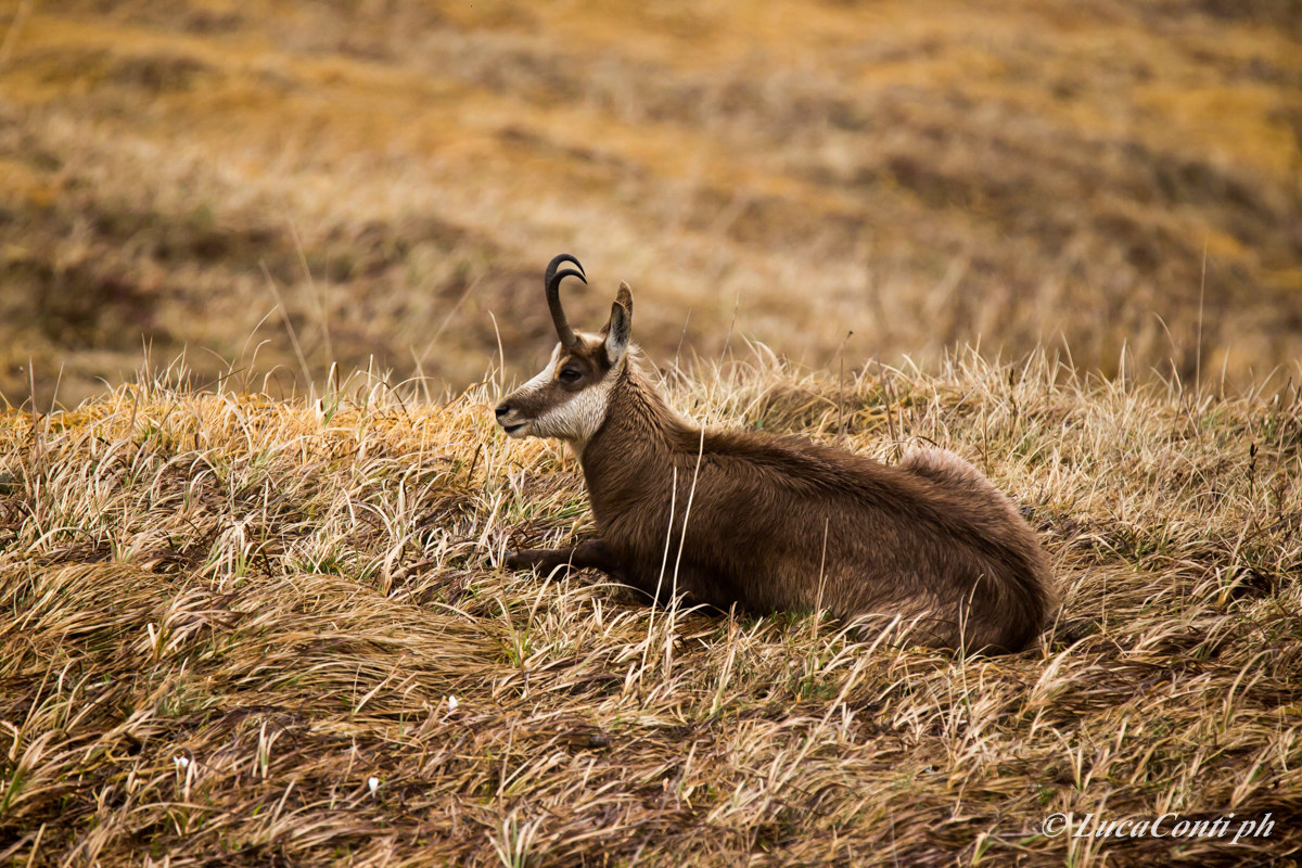 Alpine chamois (Rupicapra Rupicapra)