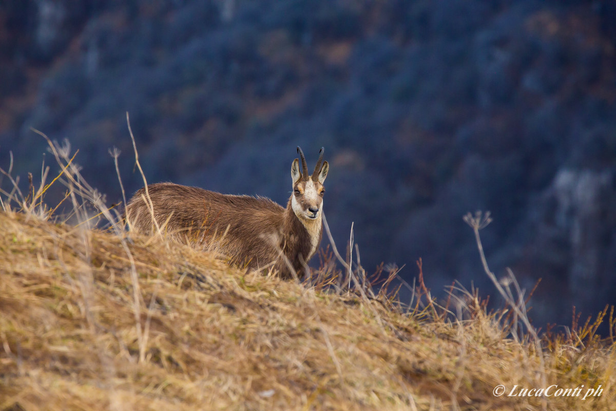 Alpine chamois (Rupicapra Rupicapra)
