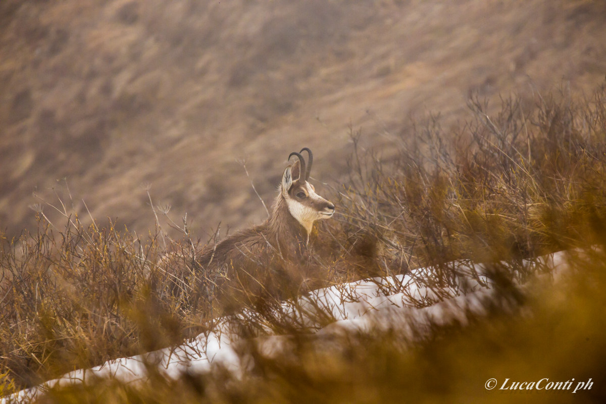 Alpine chamois (Rupicapra Rupicapra)