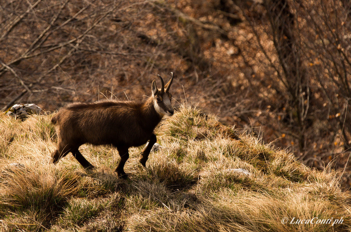 Alpine chamois (Rupicapra Rupicapra)
