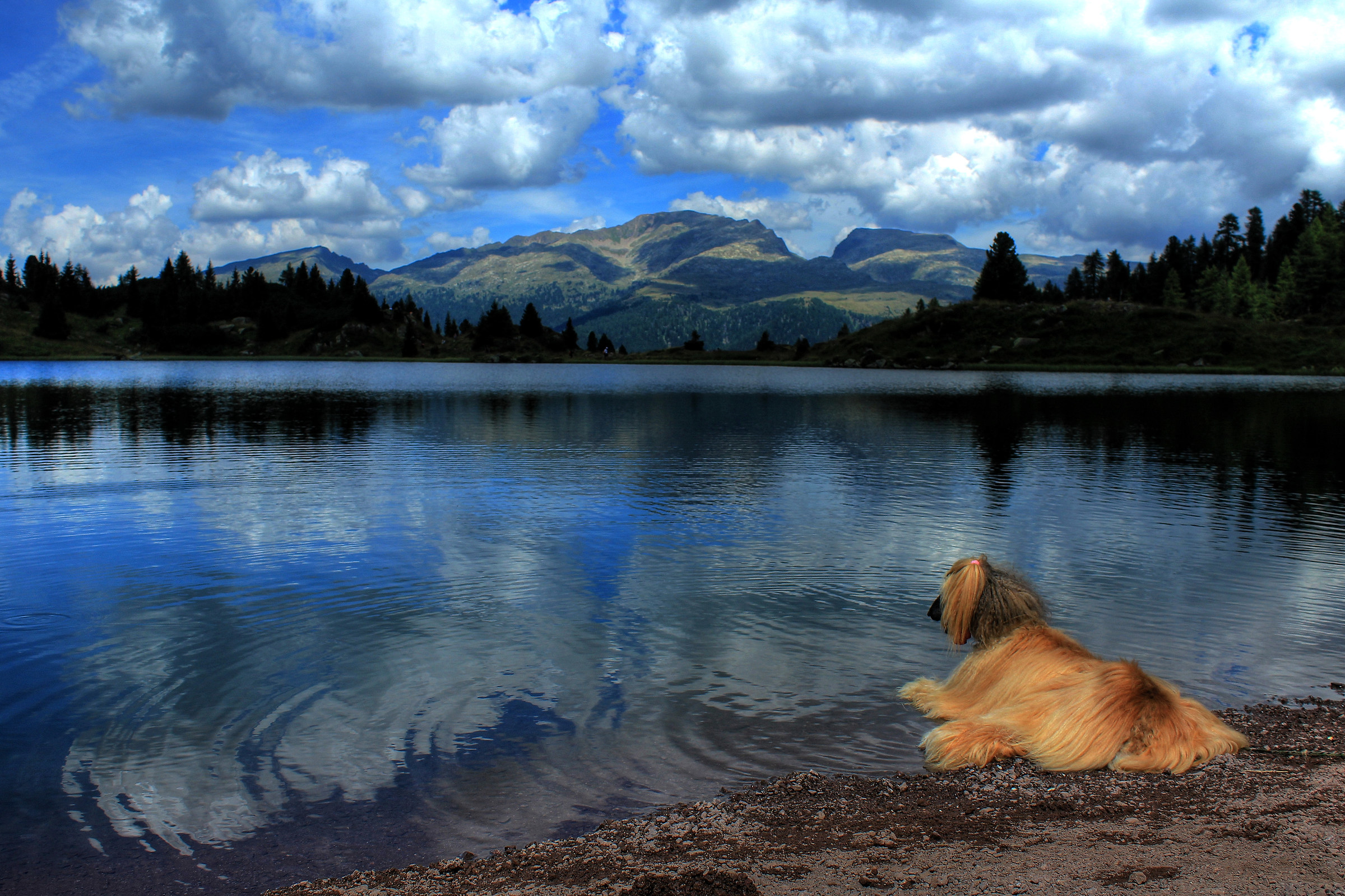 Even a dog admiring the beauty ...