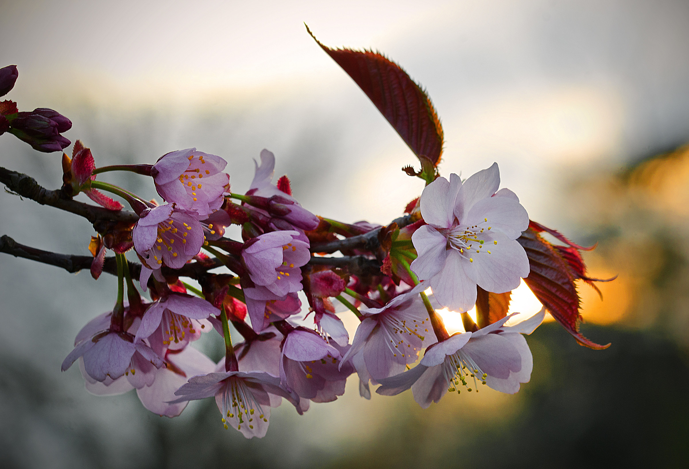 Cherry Blossom at Sunset