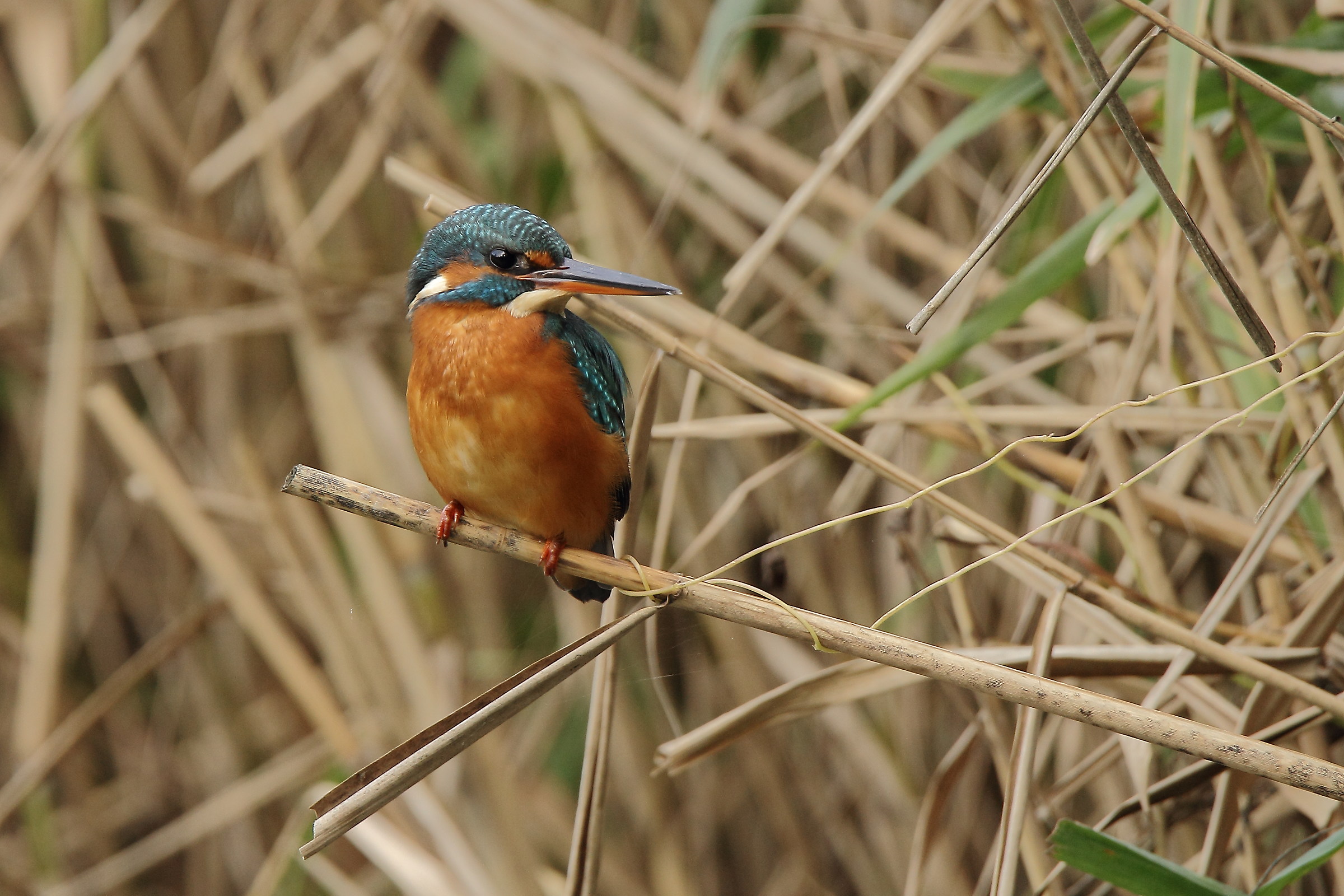 Martino in the reeds
