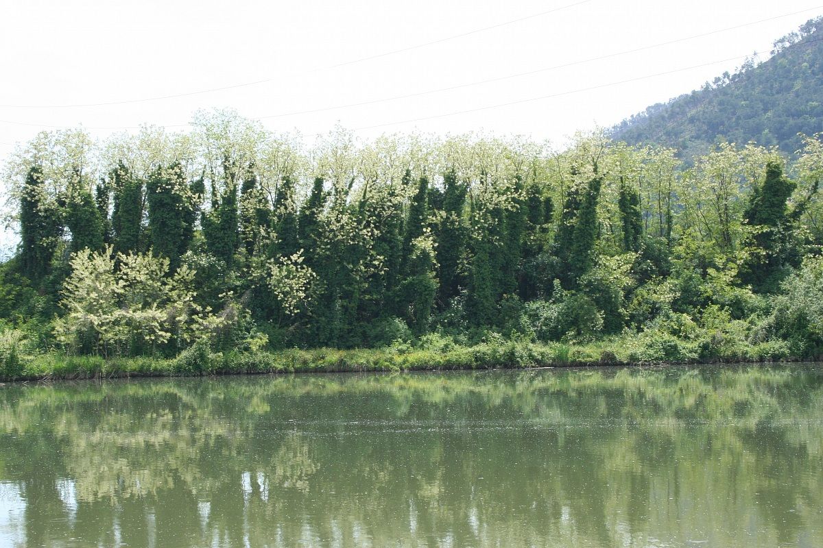 Lake vegetation