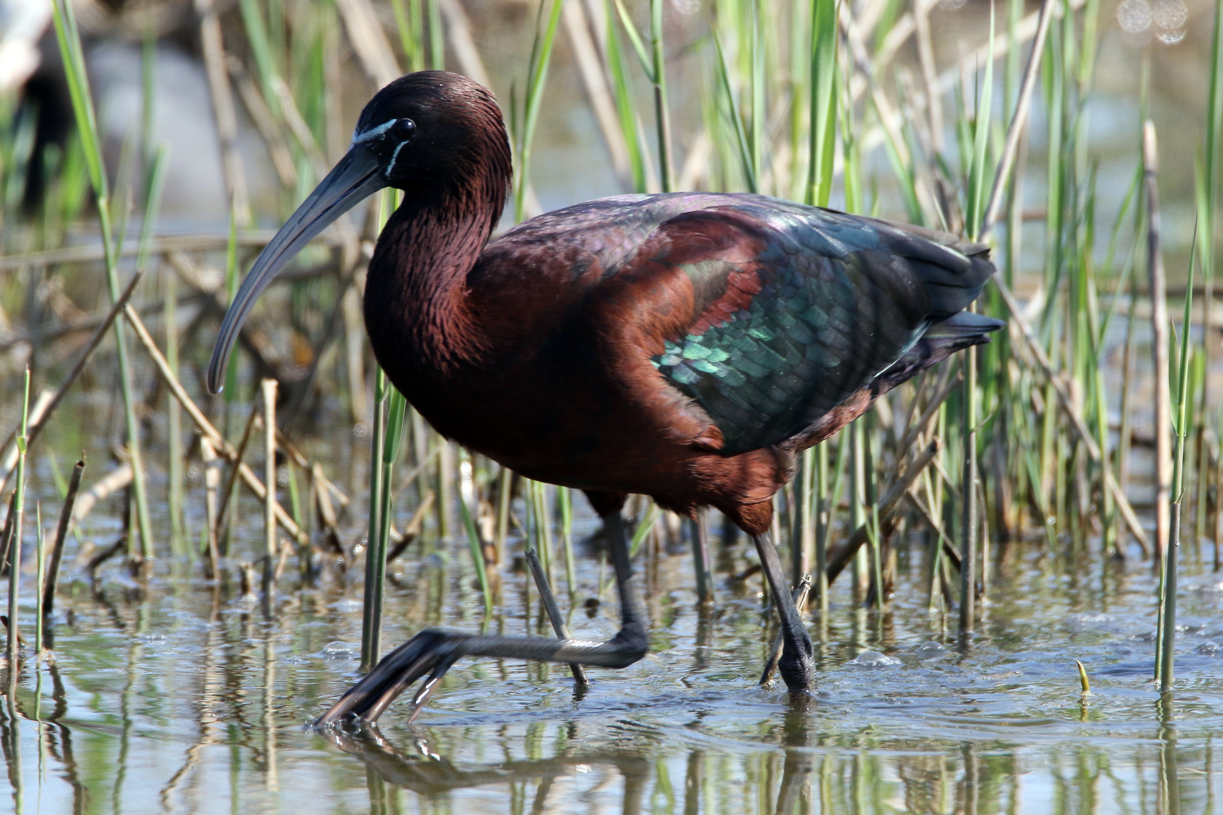 glossy ibis