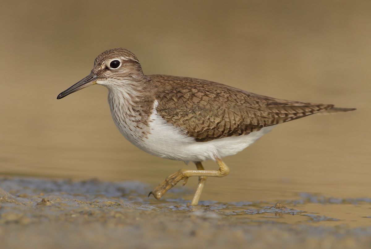 Common Sandpiper