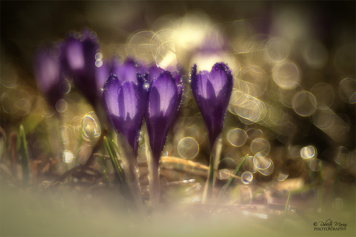 crocus