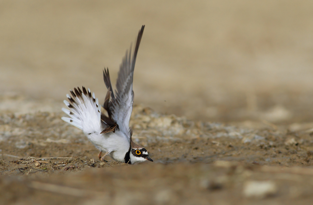 little Ringed Plover