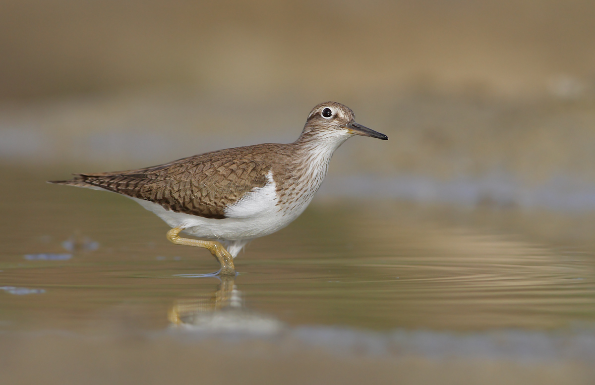 Common Sandpiper