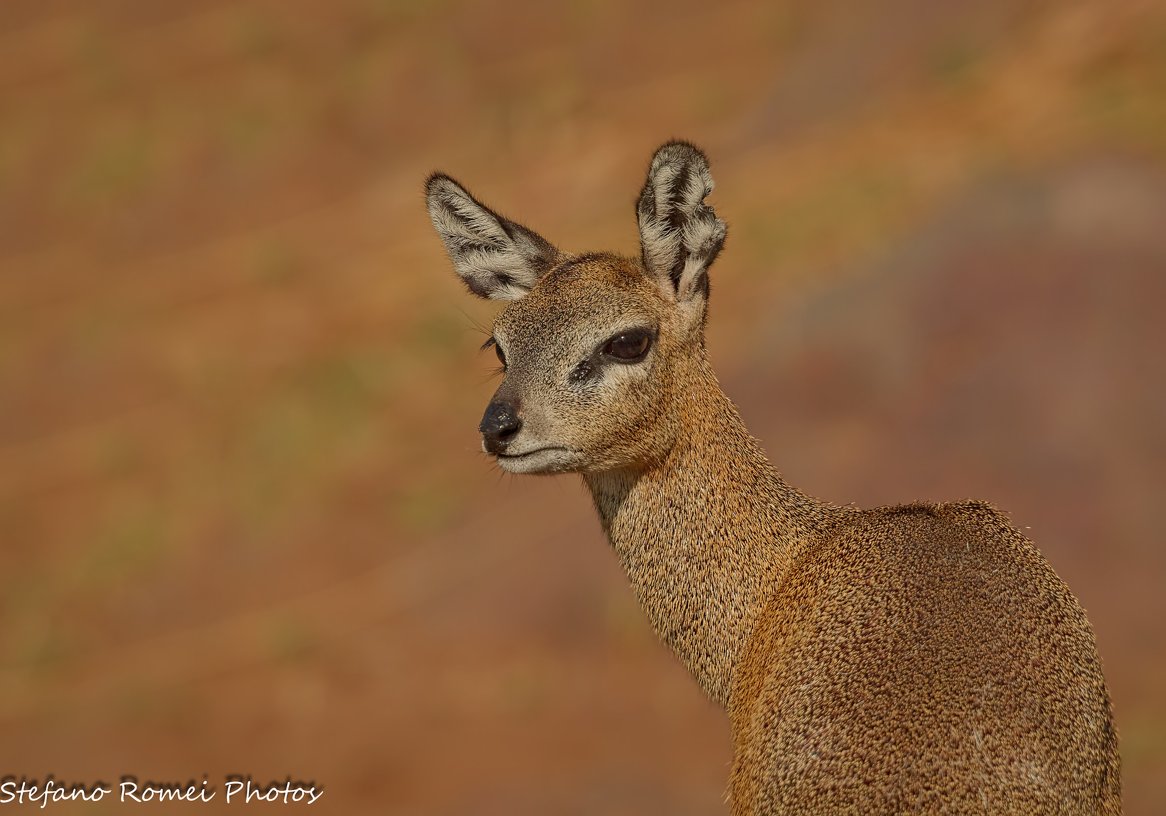 klipspringer