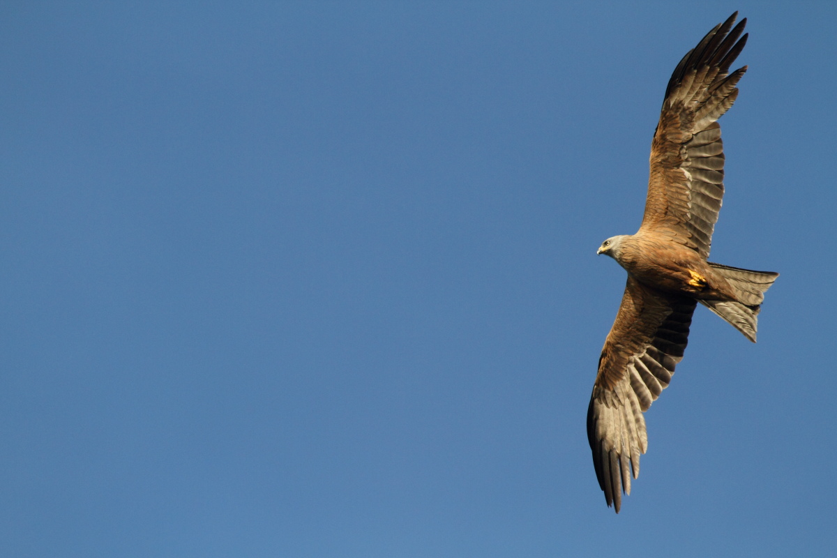 The usual Black Kite