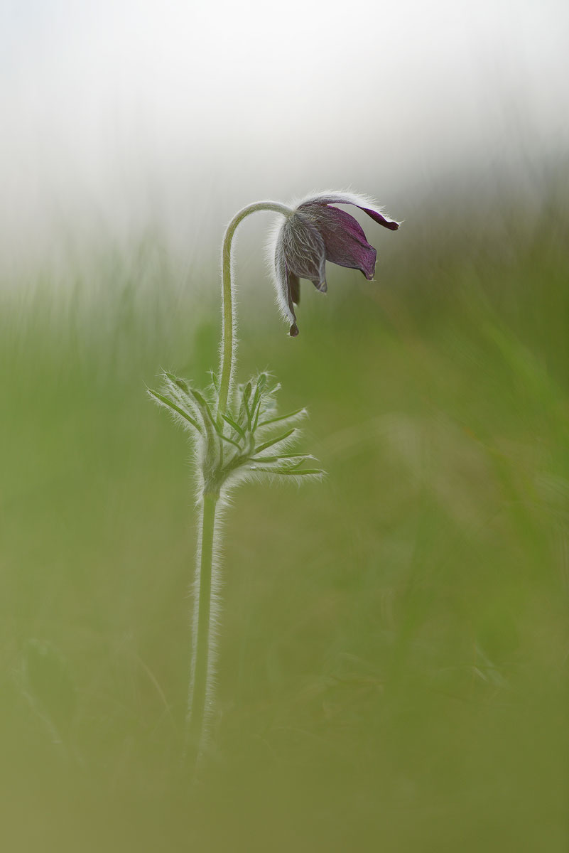 Pulsatilla. Backlit.