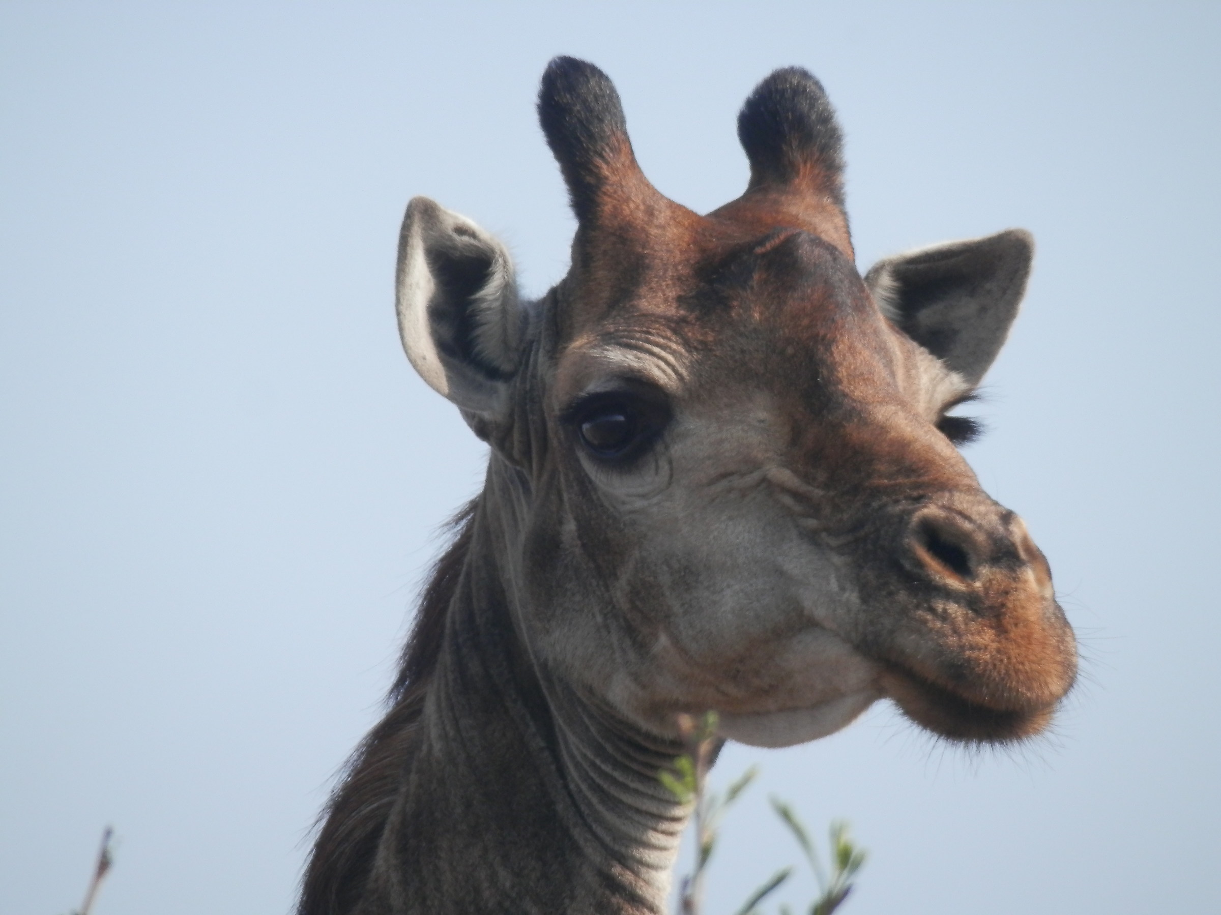 giraffes to look into the eyes!