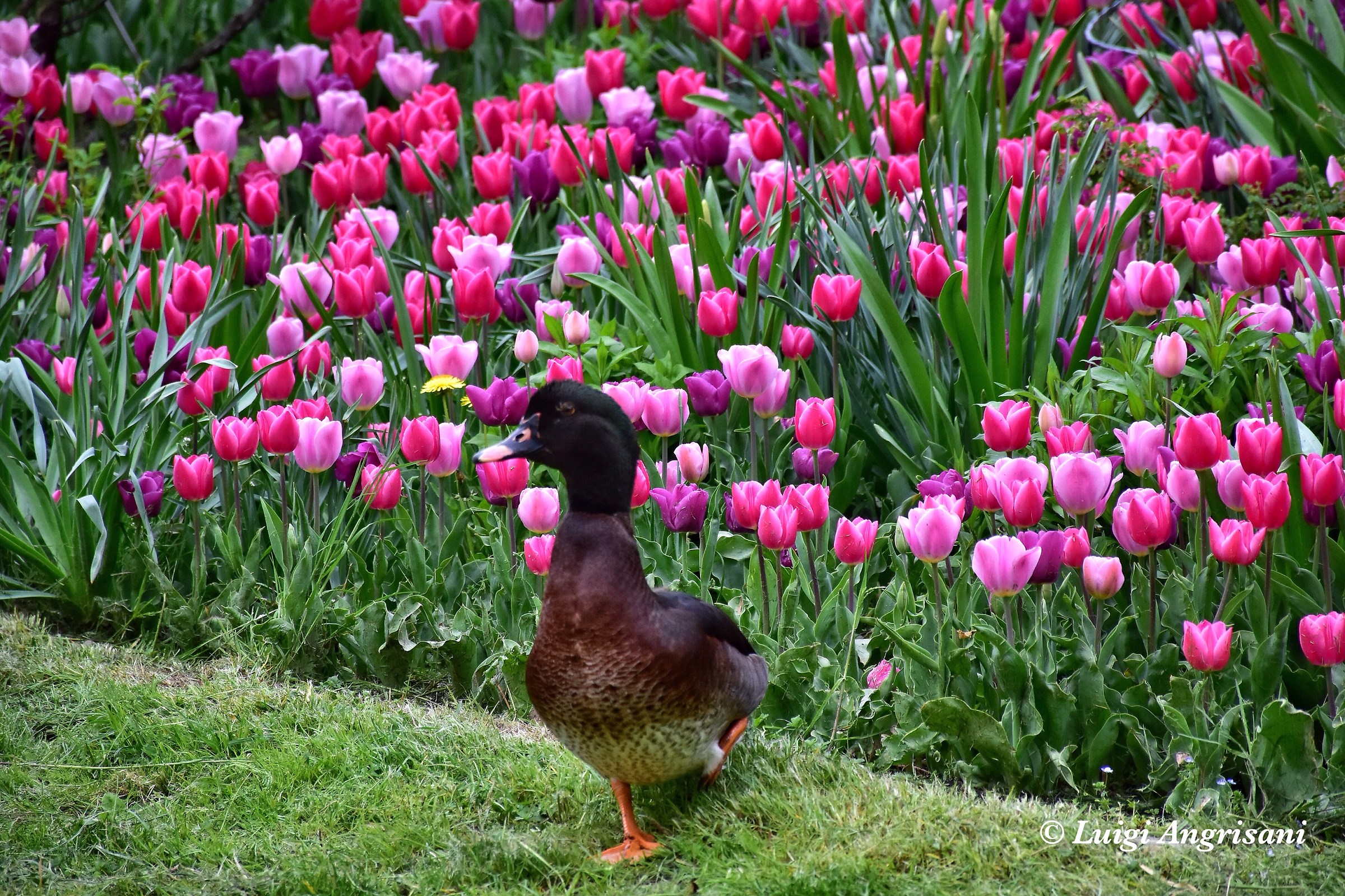 Duck and Tulips