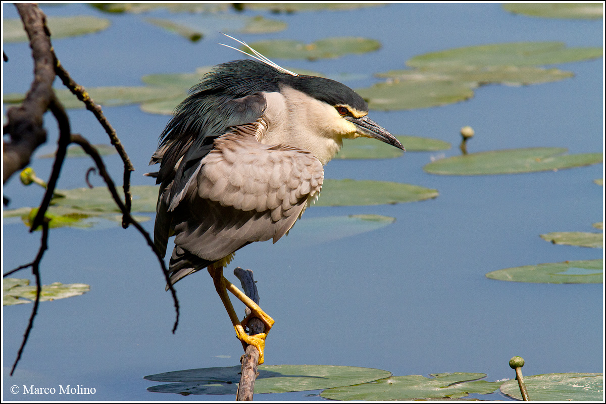 Nycticorax nycticorax - Nitticora