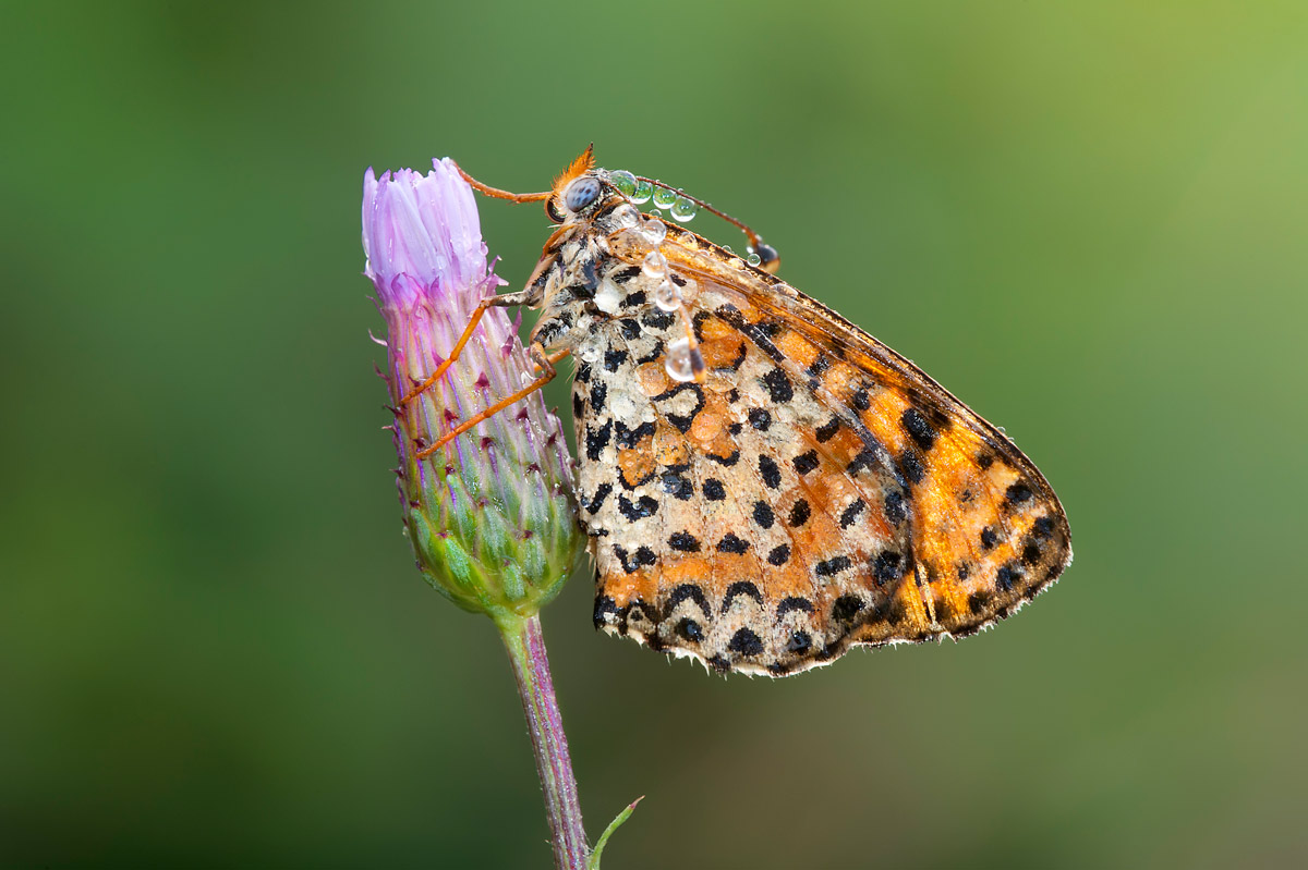 Melitaea