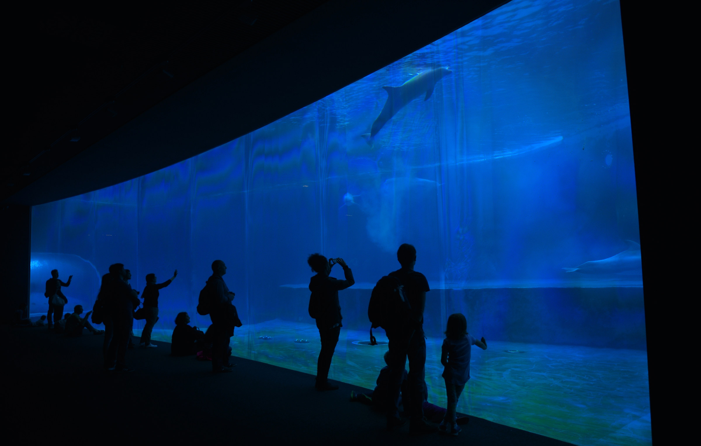 Genova e il suo acquario