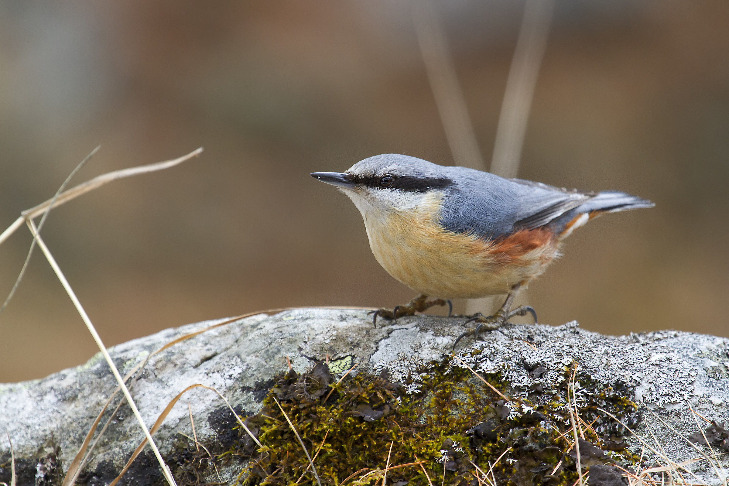 nuthatch