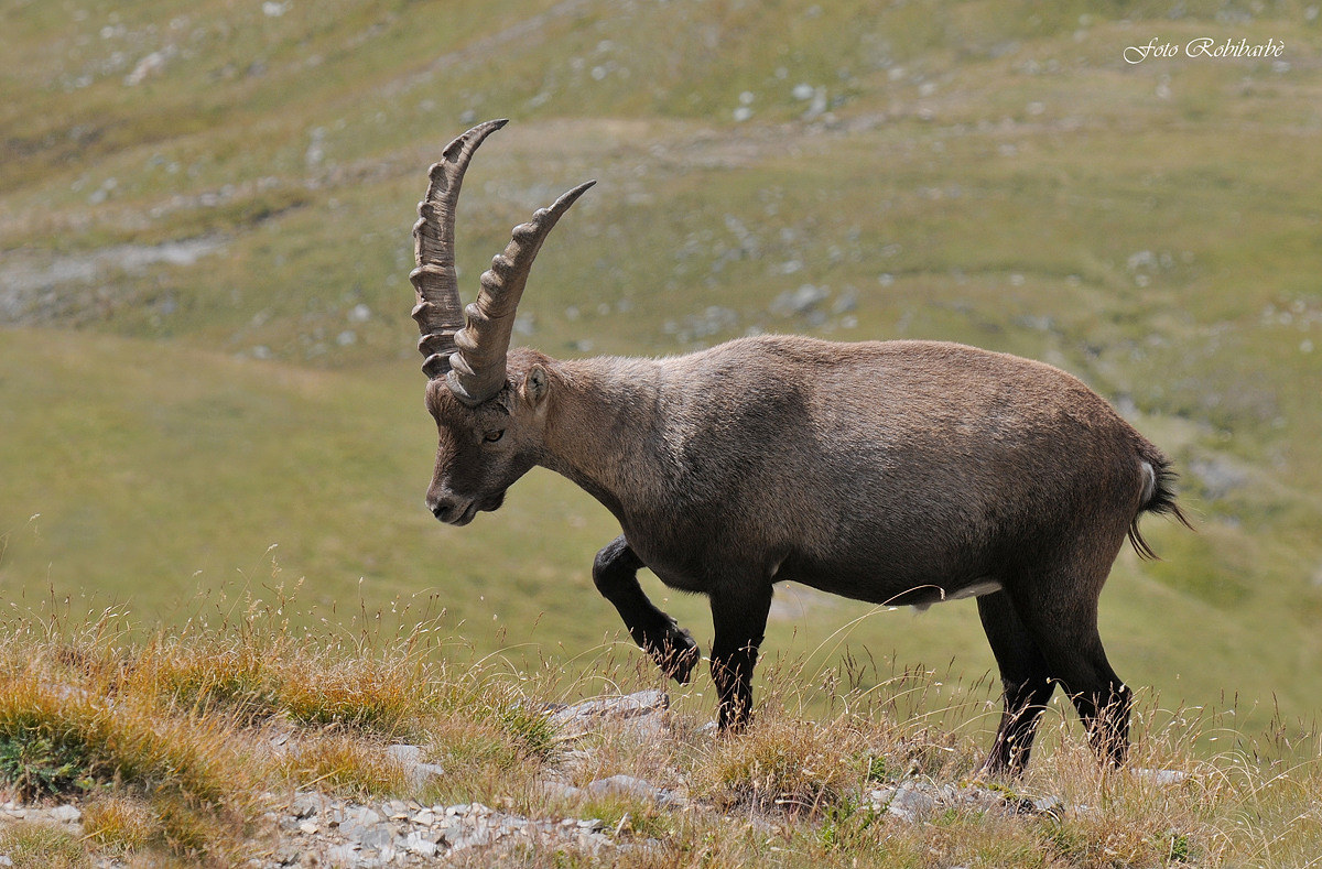 Stambecco al passo...