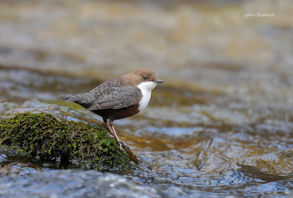 Dipper ....