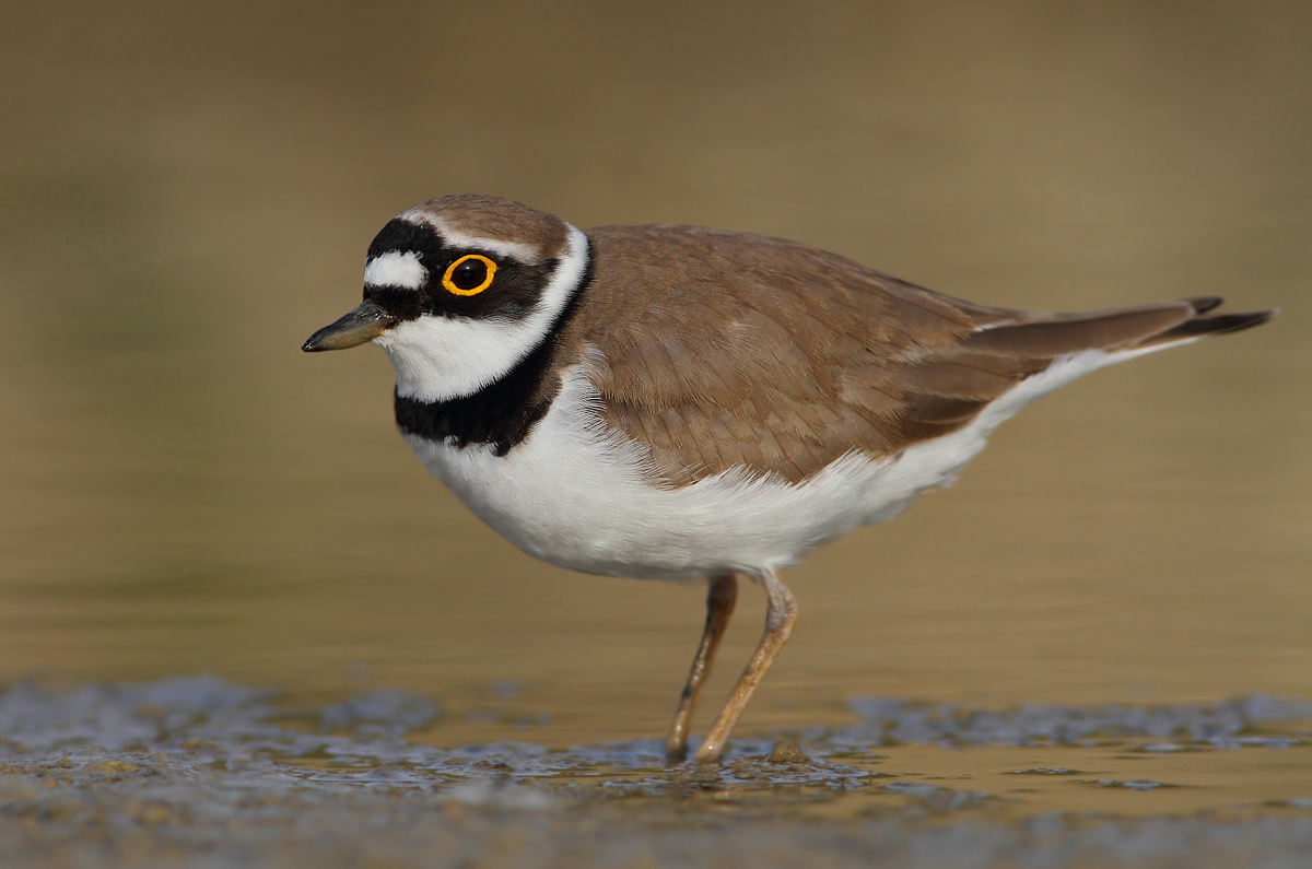 little Ringed Plover