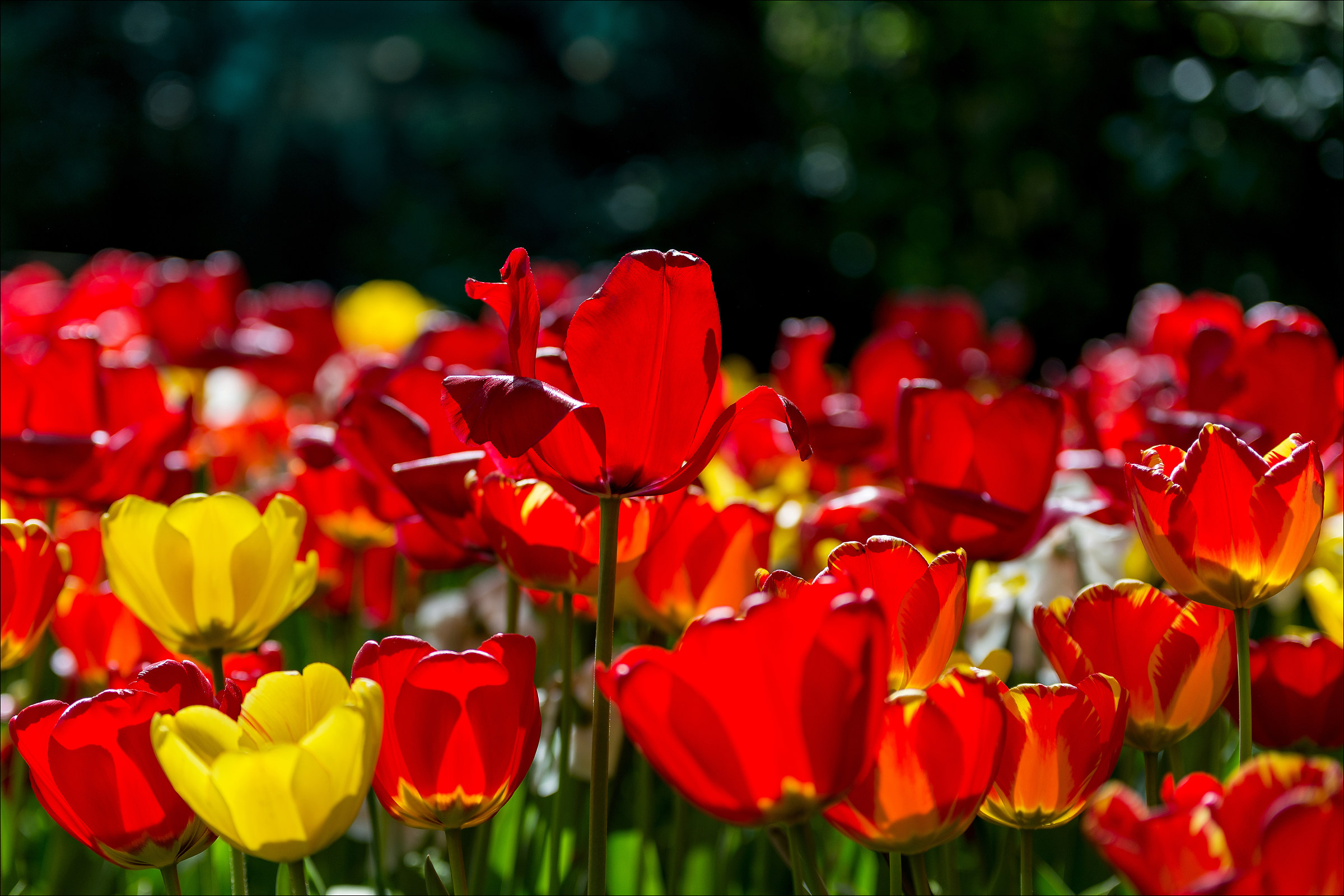 Parco Sigurtà - Fioritura tulipani 2016