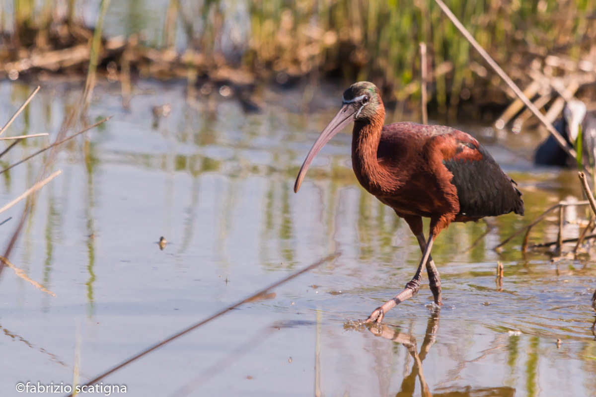 mignattaio_plegadis falcinellus