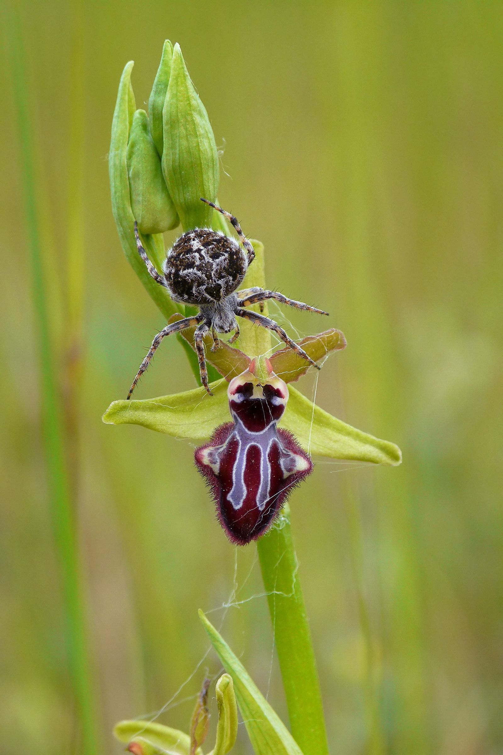 Ophrys incubacea