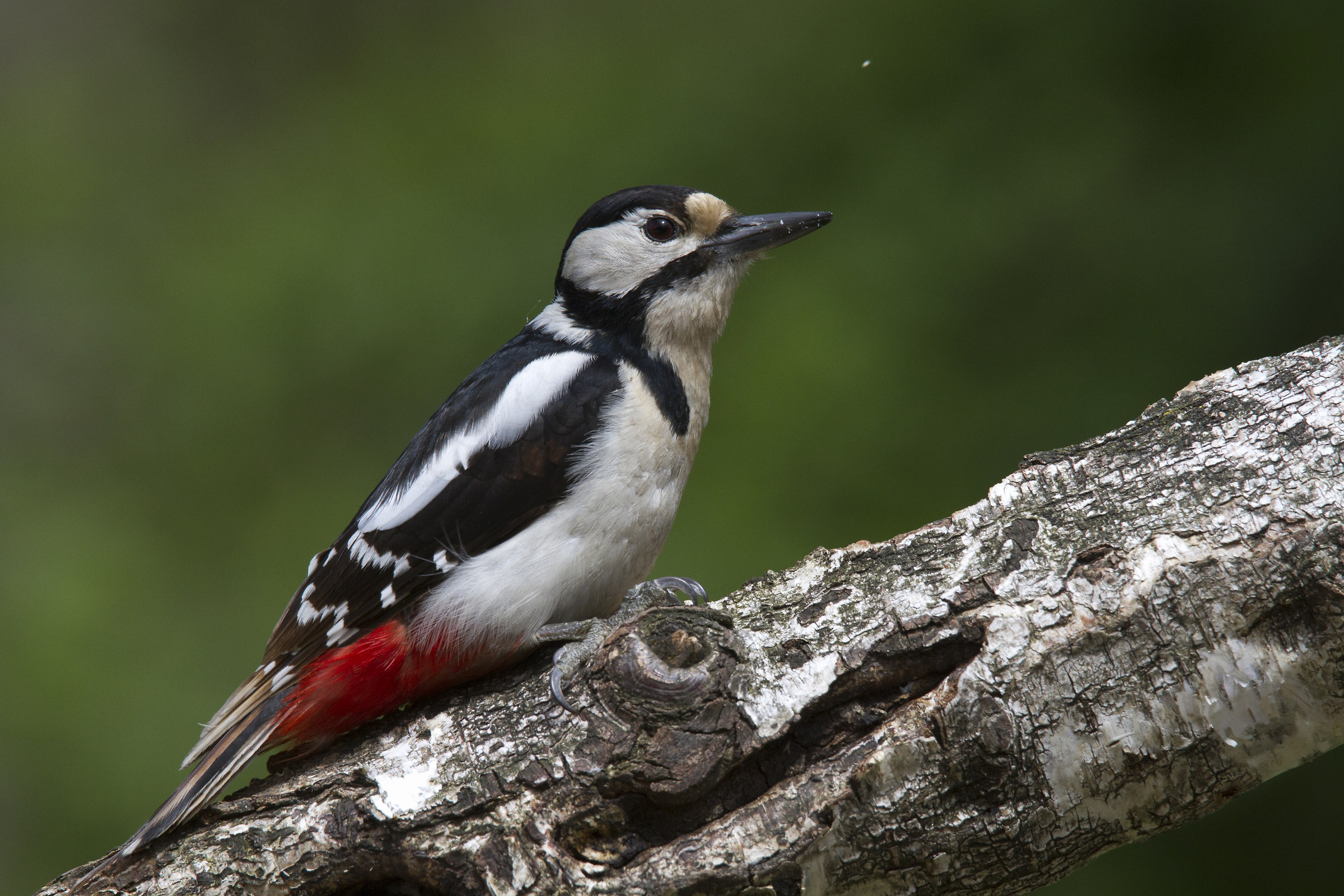 Spotted Woodpecker