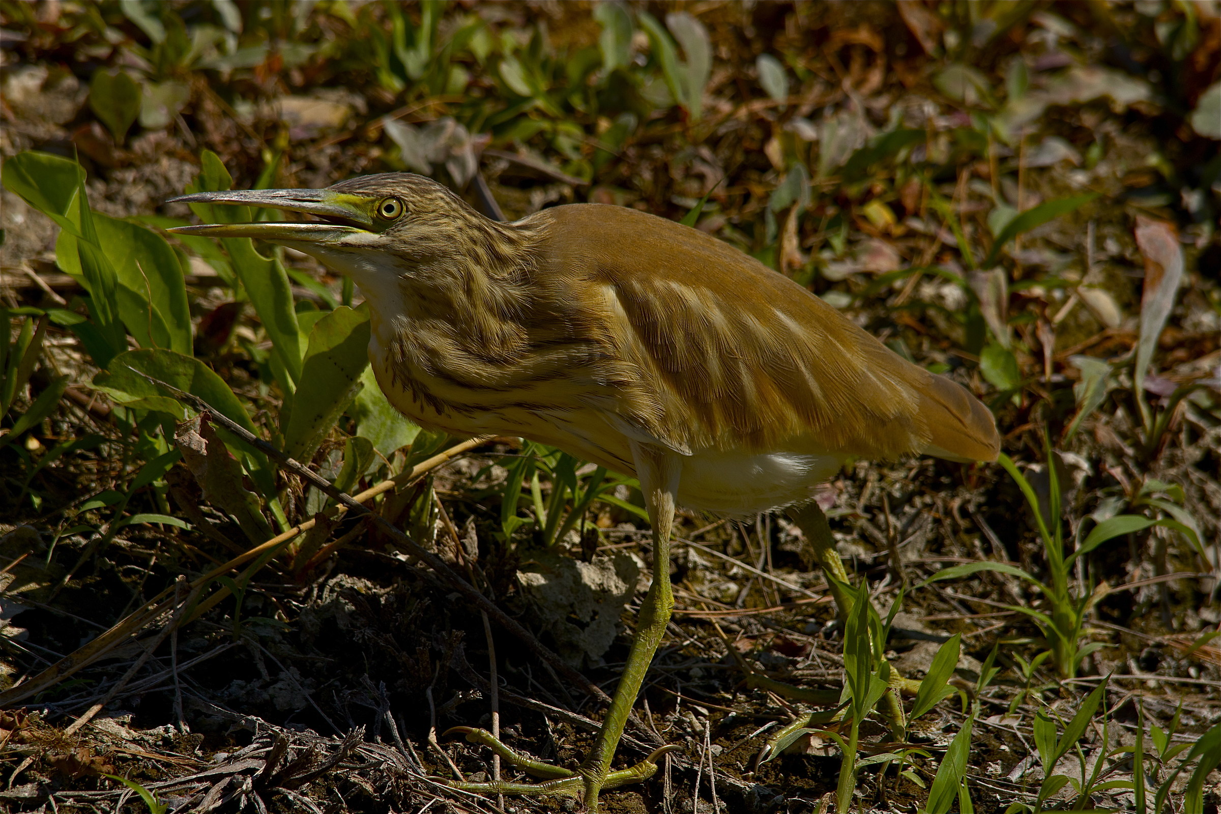 that strange hen ...