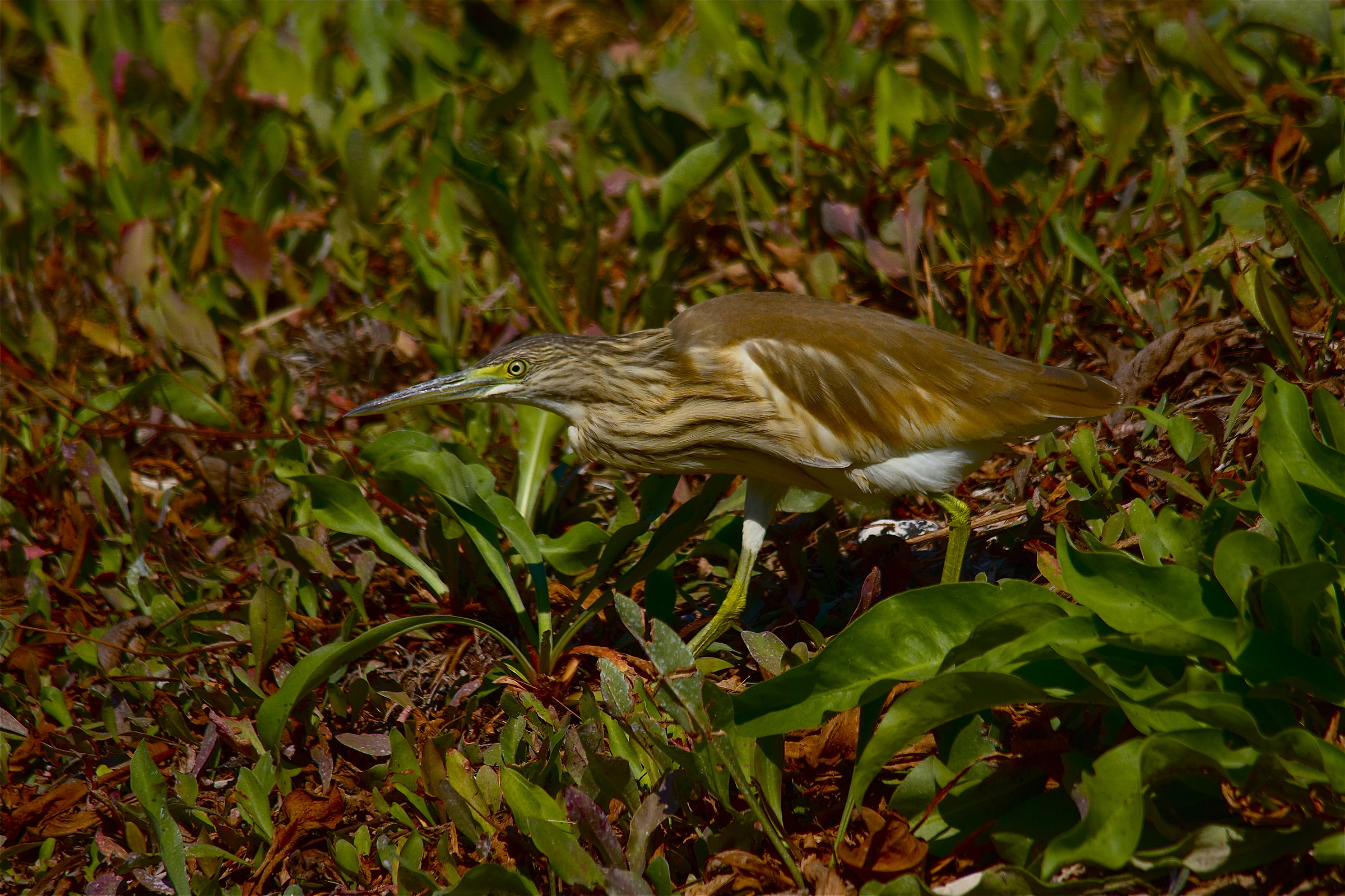 even the odd hen ...