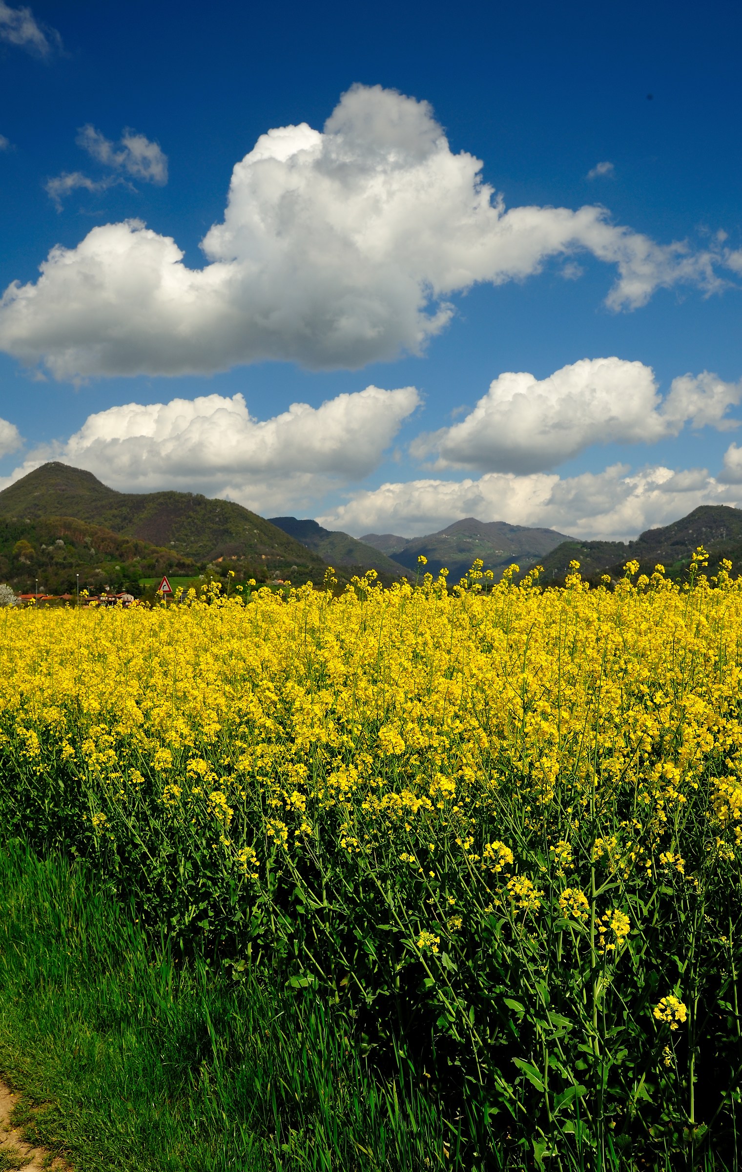 The colors of spring