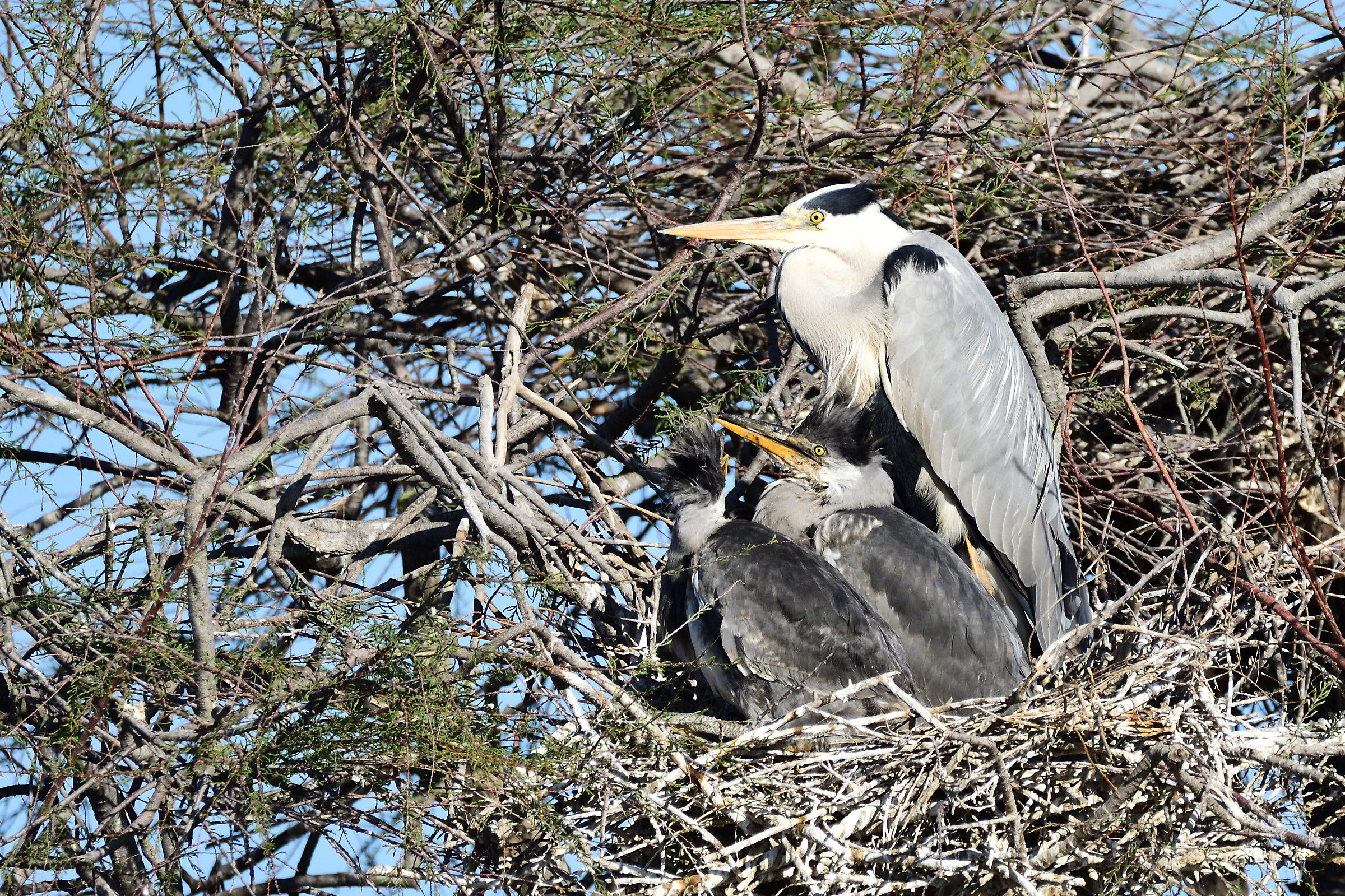 aironi cinerini in famiglia