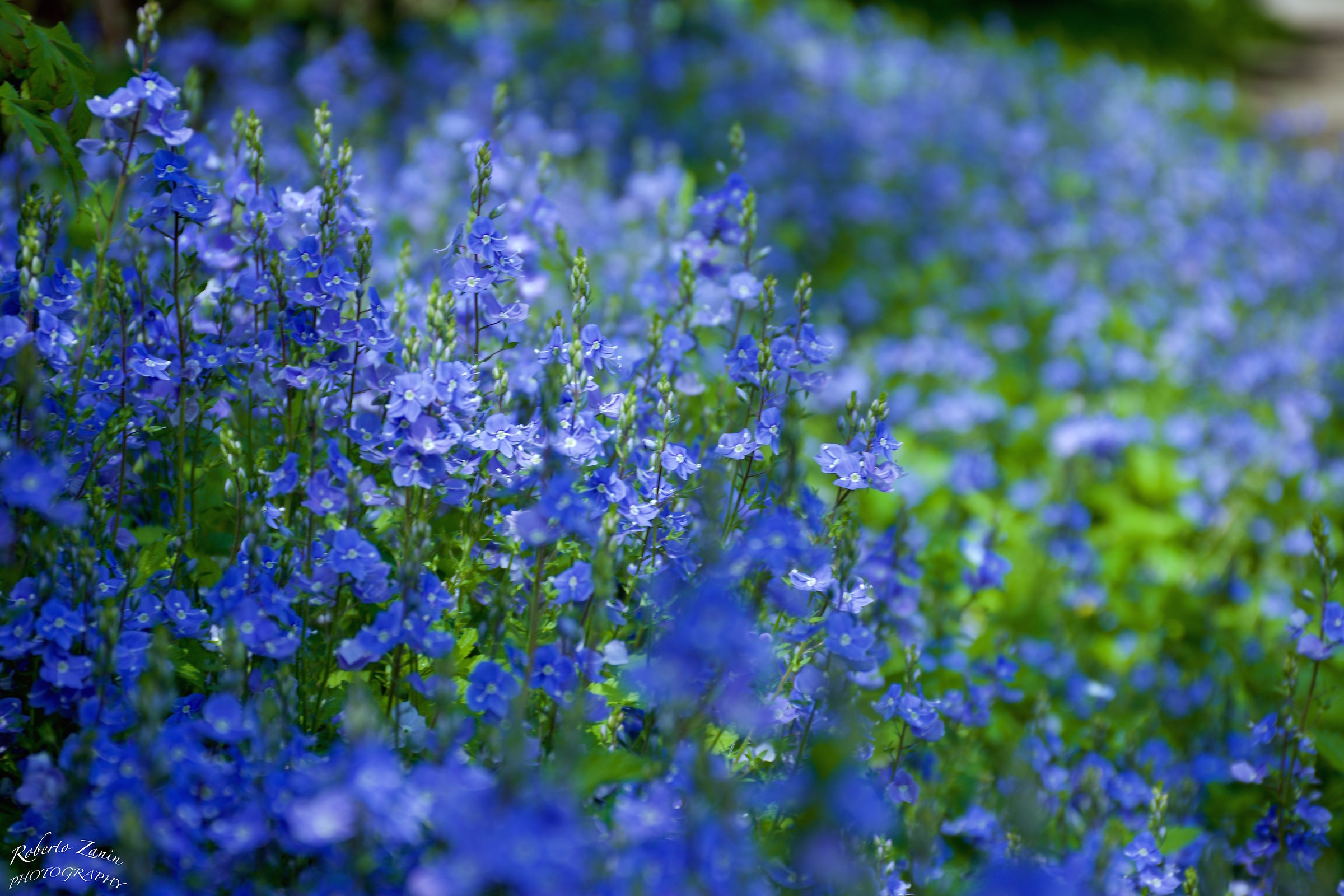 On the bank of the Adda