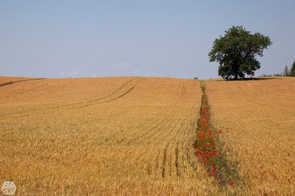 Crete Senesi