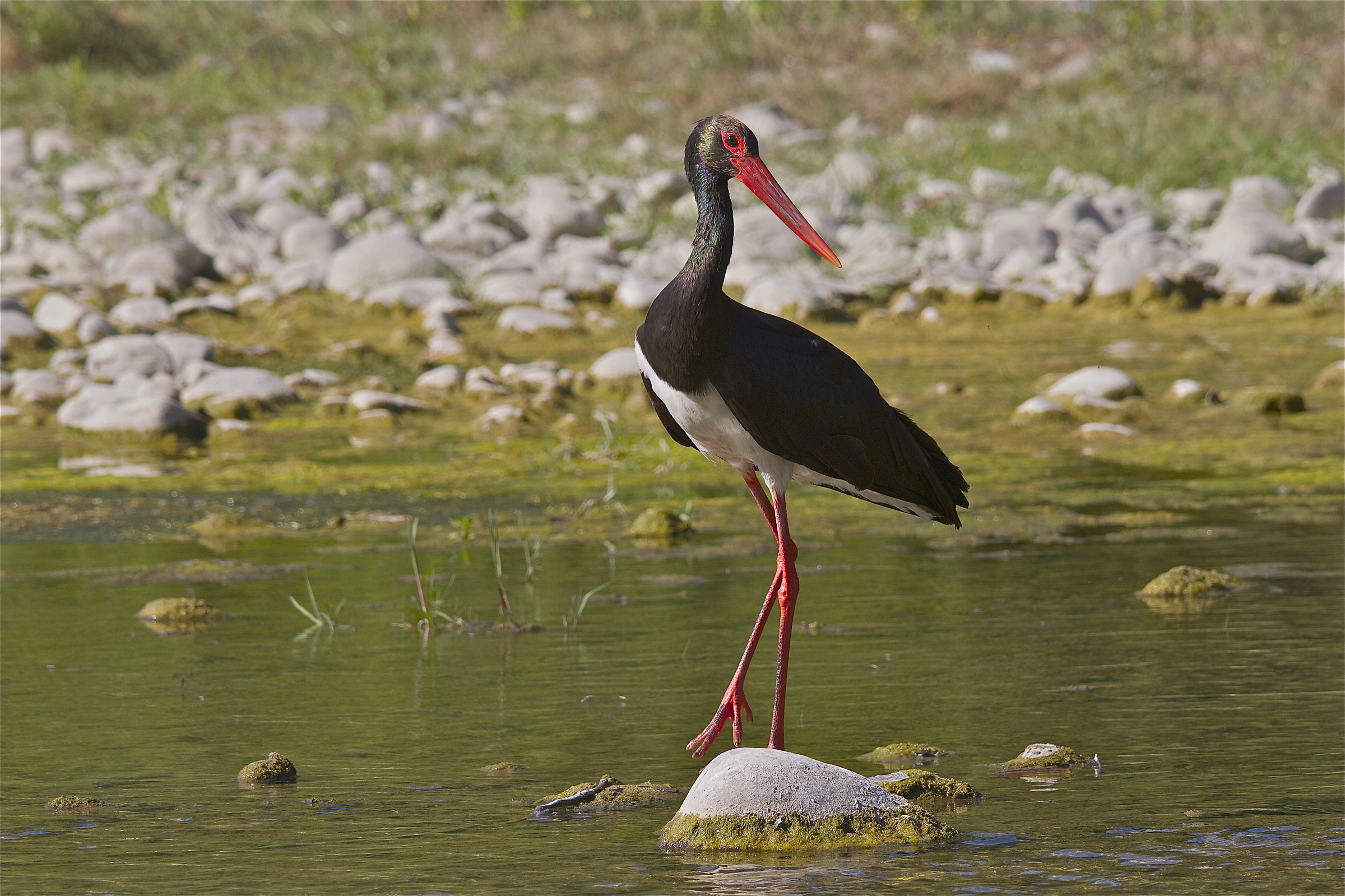 Black Stork in shallow water