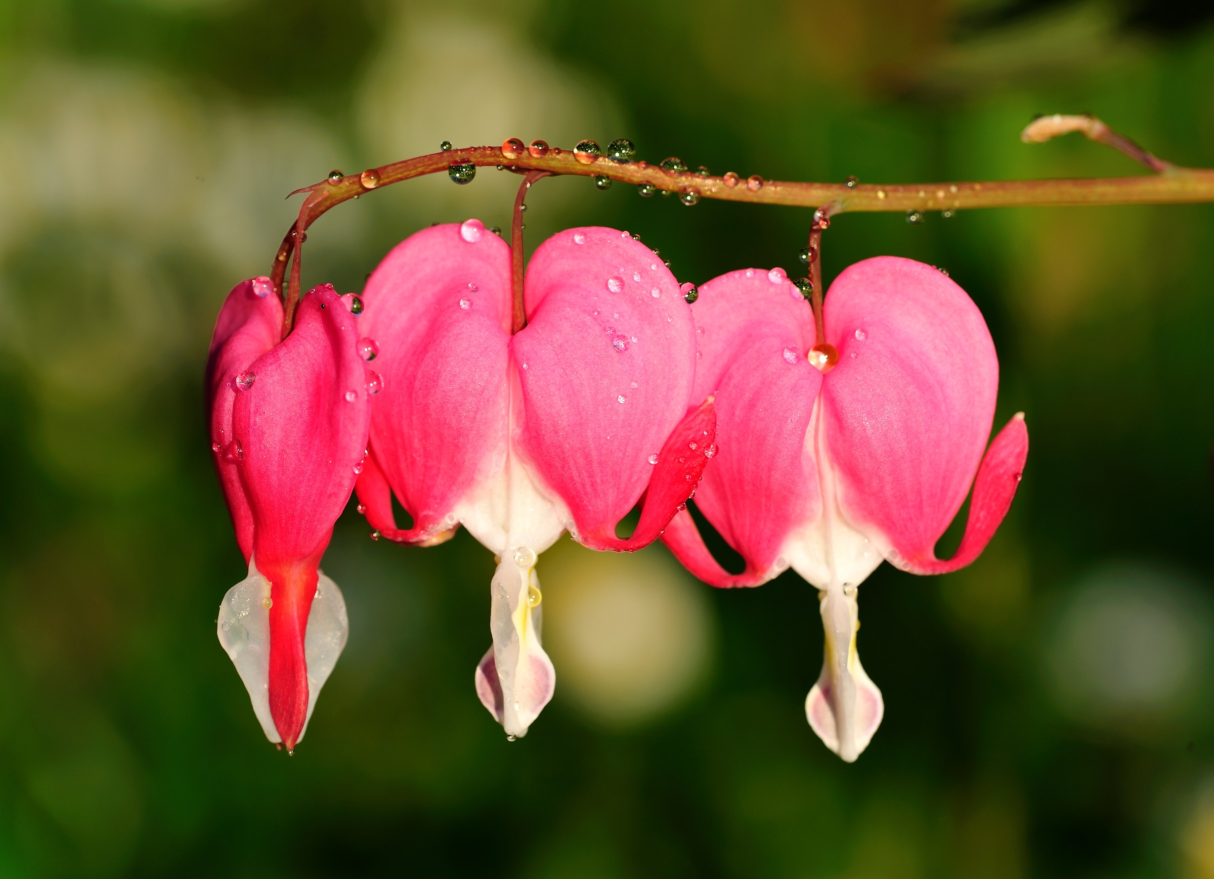Dicentra spectabils